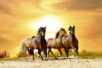 Dimex Horses in Sunset Fototapete 375x250cm 5-Bahnen | Yourdecoration.de