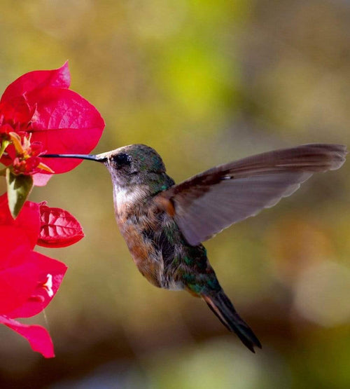 Dimex Hummingbird Fototapete 225x250cm 3-Bahnen | Yourdecoration.de