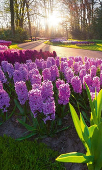 Dimex Hyacint Flowers Fototapete 150x250cm 2-Bahnen | Yourdecoration.de