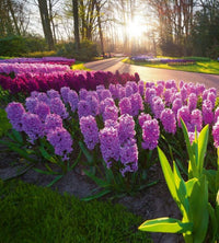 Dimex Hyacint Flowers Fototapete 225x250cm 3-Bahnen | Yourdecoration.de