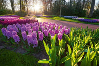 Dimex Hyacint Flowers Fototapete 375x250cm 5-Bahnen | Yourdecoration.de