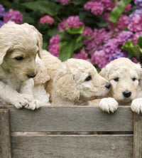 Dimex Labrador Puppies Fototapete 225x250cm 3-Bahnen | Yourdecoration.de