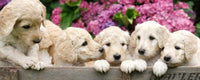 Dimex Labrador Puppies Fototapete 375x150cm 5-Bahnen | Yourdecoration.de