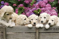 Dimex Labrador Puppies Fototapete 375x250cm 5-Bahnen | Yourdecoration.de