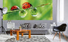 Dimex Ladybird Fototapete 375x150cm 5-Bahnen Sfeer | Yourdecoration.nl