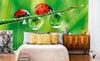 Dimex Ladybird Fototapete 375x250cm 5-Bahnen Sfeer | Yourdecoration.nl