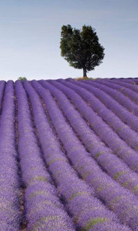 Dimex Lavender Field Fototapete 150x250cm 2-Bahnen | Yourdecoration.de