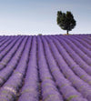 Dimex Lavender Field Fototapete 225x250cm 3-Bahnen | Yourdecoration.de