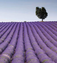 Dimex Lavender Field Fototapete 225x250cm 3-Bahnen | Yourdecoration.de