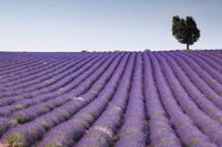 Dimex Lavender Field Fototapete 375x250cm 5-Bahnen | Yourdecoration.de