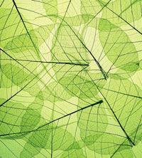 Dimex Leaf Veins Fototapete 225x250cm 3-Bahnen | Yourdecoration.de