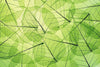 Dimex Leaf Veins Fototapete 375x250cm 5-Bahnen | Yourdecoration.de