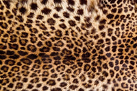 Dimex Leopard Skin Fototapete 375x250cm 5-Bahnen | Yourdecoration.de