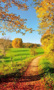 Dimex Meadow Fototapete 150x250cm 2-Bahnen | Yourdecoration.de