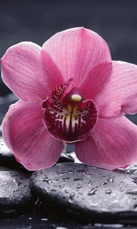 Dimex Orchid Fototapete 150x250cm 2-Bahnen | Yourdecoration.de