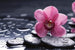 Dimex Orchid Fototapete 375x250cm 5-Bahnen | Yourdecoration.de