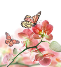 Dimex Orchids and Butterfly Fototapete 225x250cm 3-Bahnen | Yourdecoration.de