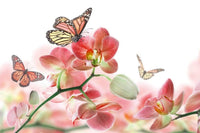 Dimex Orchids and Butterfly Fototapete 375x250cm 5-Bahnen | Yourdecoration.de