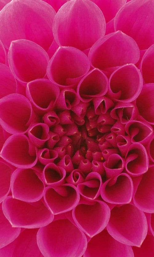 Dimex Pink Dahlia Fototapete 150x250cm 2-Bahnen | Yourdecoration.de