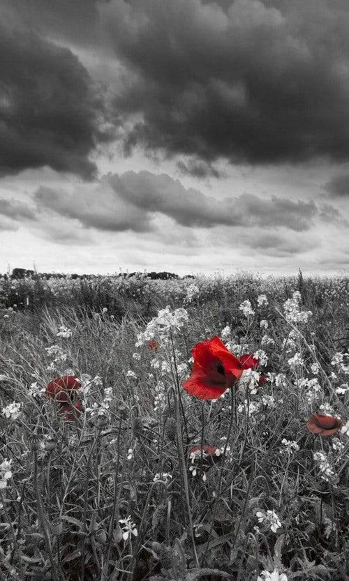 Dimex Poppies Black Fototapete 150x250cm 2-Bahnen | Yourdecoration.de