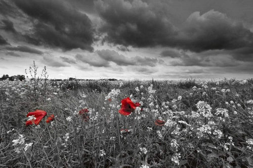 Dimex Poppies Black Fototapete 375x250cm 5-Bahnen | Yourdecoration.de