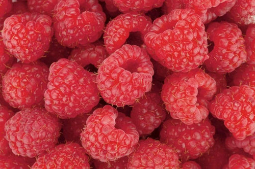 Dimex Raspberry Fototapete 375x250cm 5-Bahnen | Yourdecoration.de