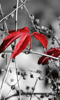Dimex Red Leaves on Black Fototapete 150x250cm 2-Bahnen | Yourdecoration.de