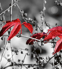 Dimex Red Leaves on Black Fototapete 225x250cm 3-Bahnen | Yourdecoration.de
