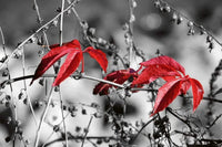 Dimex Red Leaves on Black Fototapete 375x250cm 5-Bahnen | Yourdecoration.de