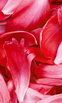 Dimex Red Petals Fototapete 150x250cm 2-Bahnen | Yourdecoration.de