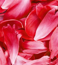 Dimex Red Petals Fototapete 225x250cm 3-Bahnen | Yourdecoration.de