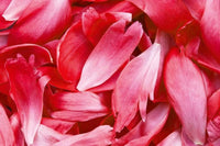 Dimex Red Petals Fototapete 375x250cm 5-Bahnen | Yourdecoration.de