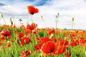 Dimex Red Poppies Fototapete 375x250cm 5-Bahnen | Yourdecoration.de