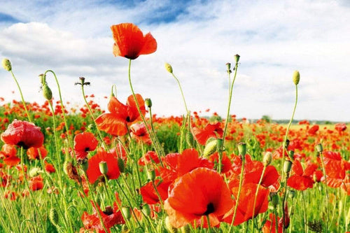 Dimex Red Poppies Fototapete 375x250cm 5-Bahnen | Yourdecoration.de