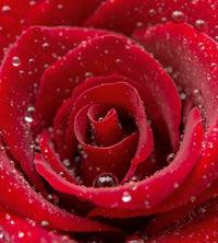 Dimex Red Rose Fototapete 225x250cm 3-Bahnen | Yourdecoration.de