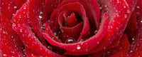 Dimex Red Rose Fototapete 375x150cm 5-Bahnen | Yourdecoration.de