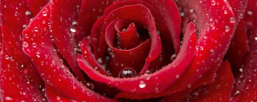 Dimex Red Rose Fototapete 375x150cm 5-Bahnen | Yourdecoration.de