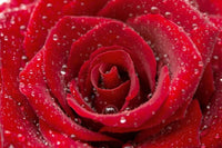 Dimex Red Rose Fototapete 375x250cm 5-Bahnen | Yourdecoration.de