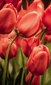 Dimex Red Tulips Fototapete 150x250cm 2-Bahnen | Yourdecoration.de