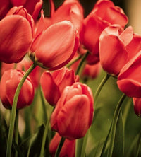 Dimex Red Tulips Fototapete 225x250cm 3-Bahnen | Yourdecoration.de