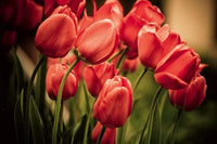 Dimex Red Tulips Fototapete 375x250cm 5-Bahnen | Yourdecoration.de