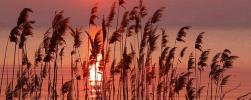 Dimex Reed on Lake Fototapete 375x150cm 5-Bahnen | Yourdecoration.de