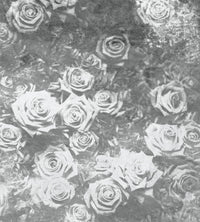 Dimex Roses Abstract II Fototapete 225x250cm 3-bahnen | Yourdecoration.de