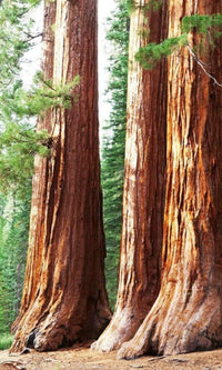 Dimex Sequoia Fototapete 150x250cm 2-Bahnen | Yourdecoration.de