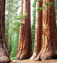 Dimex Sequoia Fototapete 225x250cm 3-Bahnen | Yourdecoration.de