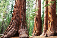 Dimex Sequoia Fototapete 375x250cm 5-Bahnen | Yourdecoration.de