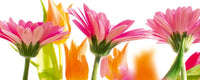 Dimex Spring Flowers Fototapete 375x150cm 5-Bahnen | Yourdecoration.de