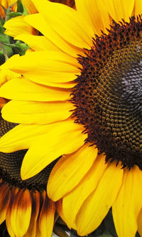 Dimex Sunflowers Fototapete 150x250cm 2-Bahnen | Yourdecoration.de