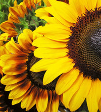 Dimex Sunflowers Fototapete 225x250cm 3-Bahnen | Yourdecoration.de