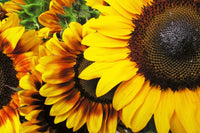 Dimex Sunflowers Fototapete 375x250cm 5-Bahnen | Yourdecoration.de